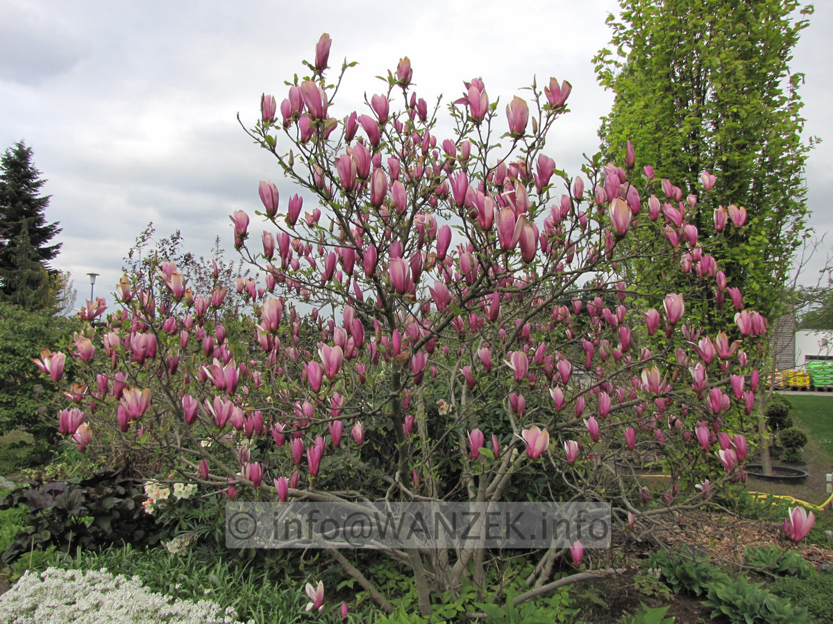Magnolia liliiflora Susan 09.JPG